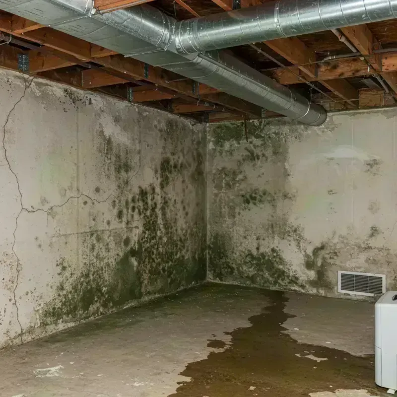 Professional Mold Removal in Springfield, PA